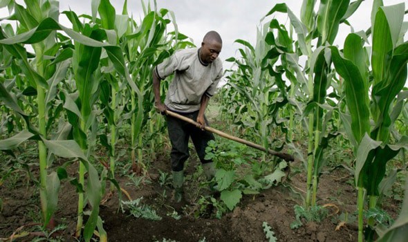 Image result for corn field zimbabwe