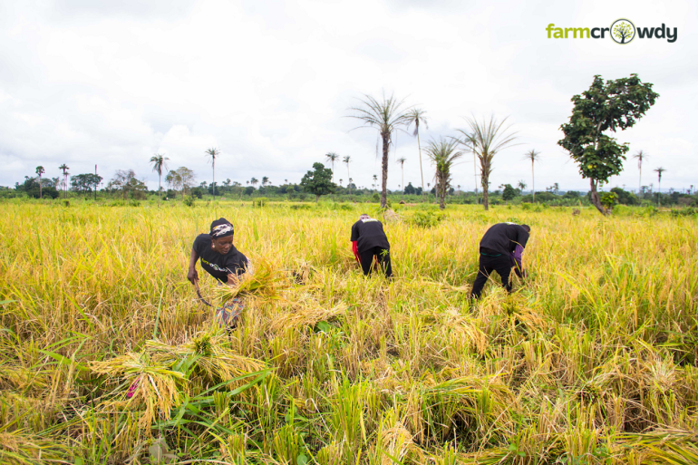 Agriculture Development Unit - Choosing The Right Strategy